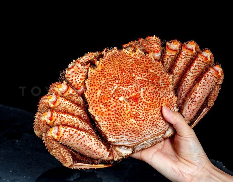 超特大 『毛ガニ』 北海道産 毛蟹 ボイル済み 堅蟹ランク 1尾 約1kg ※冷凍の画像